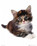 petit chat